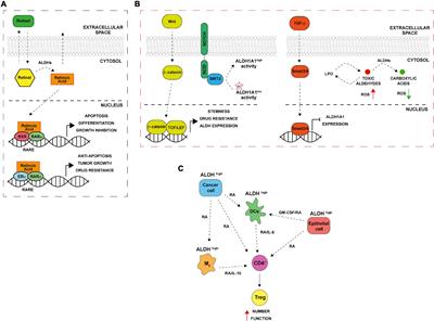 Emerging Roles of Aldehyde Dehydrogenase Isoforms in Anti-cancer Therapy Resistance